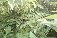 Holarrhena pubescens